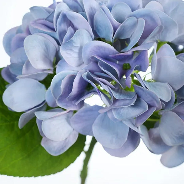 Hydrangea Blue 33cml